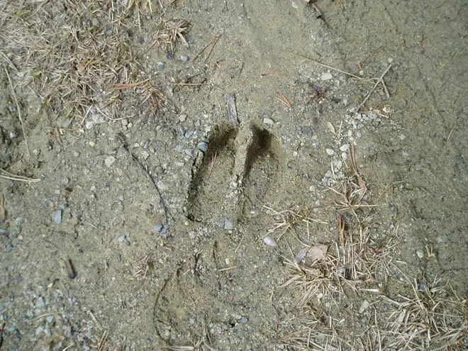 Print from a female moose.