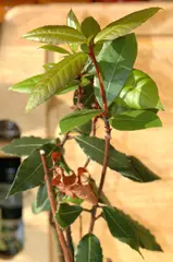 Laurel