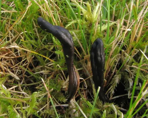 2011-09-16 Geoglossum glutinosum Pers 192121