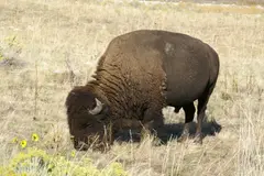 Wood Bison