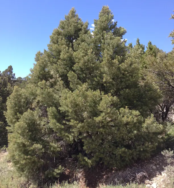 2013-06-27 14 53 26 Single-leaf Pinyon on Spruce Mountain, Nevada