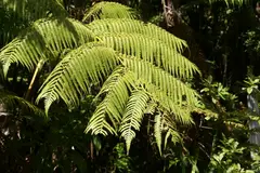 Ferns