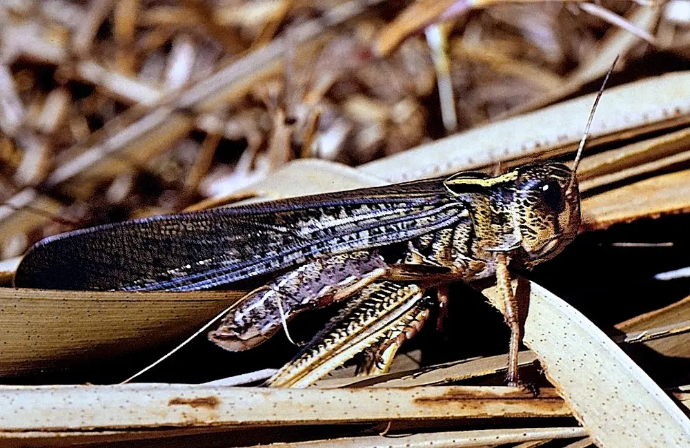 Locusta migratoria