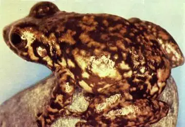 5 Web-footed Coquí