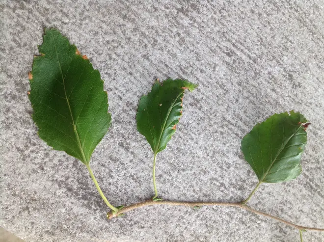 A14-2-Betula papyrifera (Paper Birch)
