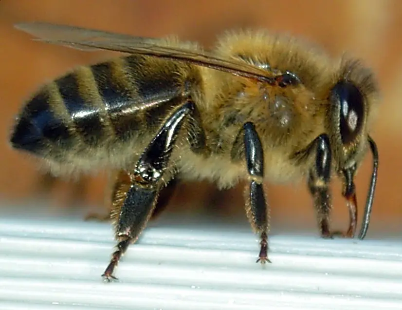 Apis