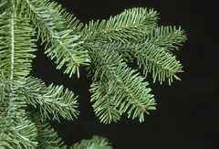 Balsam Fir