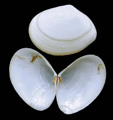 Abra alba 2