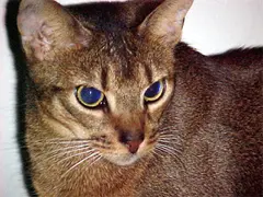 Abyssinian