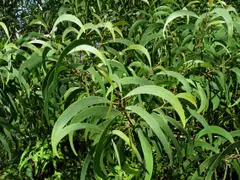 Koa