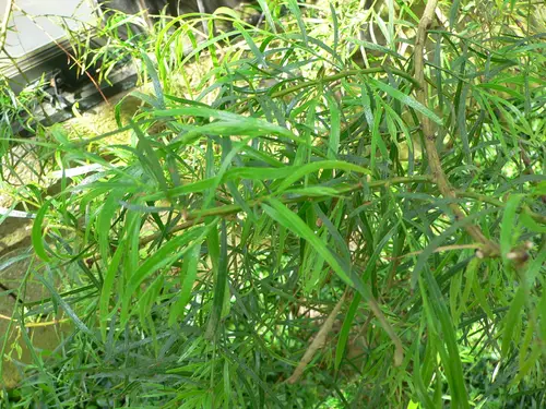 Acacia leprosa, showing phyllodes