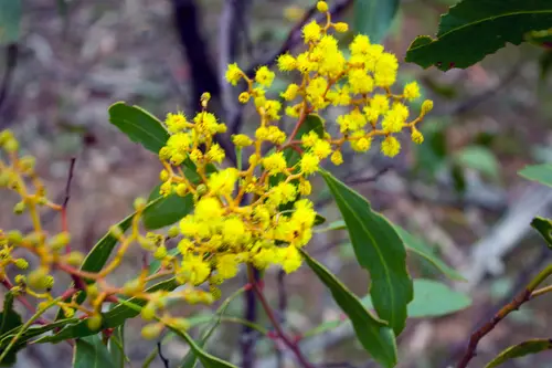 Golden Wattle