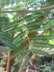 Acacia seyal, showing bipinnate leaves