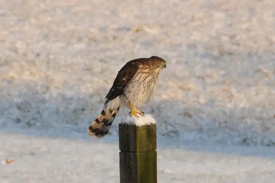 Cooper’s Hawk (Accipiter cooperii)