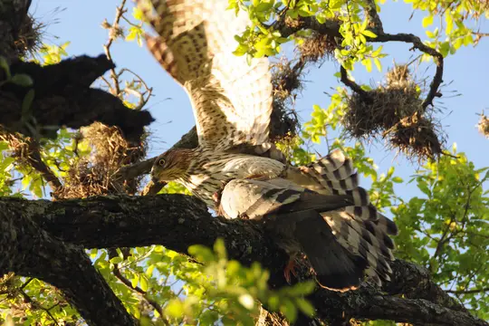 A Cooper’s Hawk with a pigeon it killed