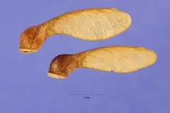 Maple seeds (i.e., helicopters)