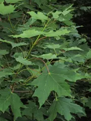 Maple foliage (photo)