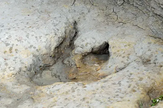 footprint of an Acrocanthosaurus (Dinosaur Valley State Park)