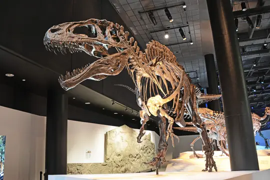 Acrocanthosaurus (Houston Museum of Natural Science)