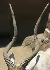 Addax: Found on both males and females, the horns have two twists and can reach 80 centimeters in females and 120 centimeters in males.