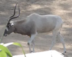 Addax