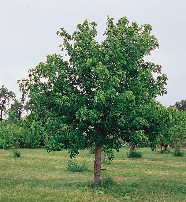 Aesculus glabra tree