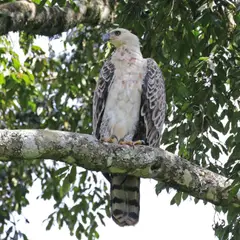 Crowned eagle