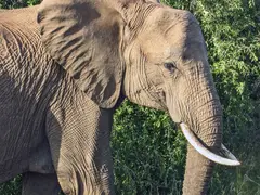 African Elephant Africa