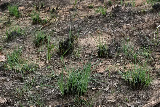 Native bunch grasses recovering from a controlled fire
