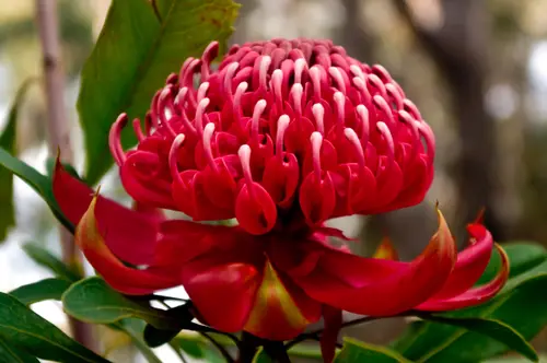 Waratah Bloom