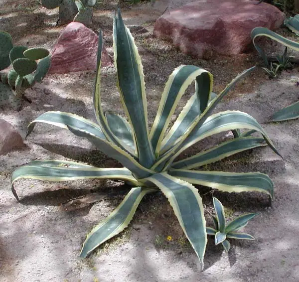Agave americana a-m