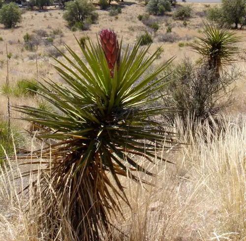 Agave-davismtns