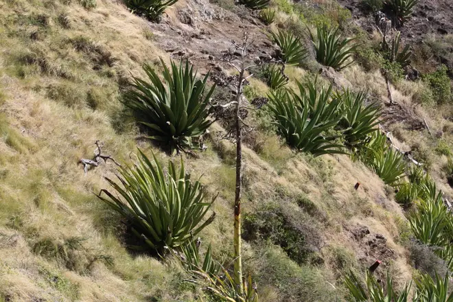 Agave karatto - Century plant, Dagger, Maypole IMG 0457 C