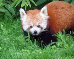 Red Panda Himalayas (Nepal and China)