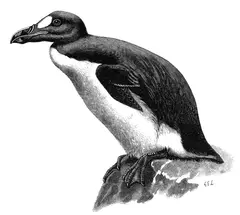 Alca impennis (Great Auk)