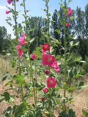 Hollyhock
