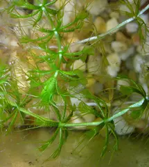 Aldrovanda vesiculosa (Waterwheel plant)