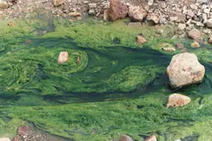 (1) Large masses of blue-green algae present (dark green in color)