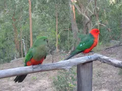 Australian King Parrot Alisterus scapularis