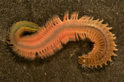 Nereis succinea (Common Clam Worm)