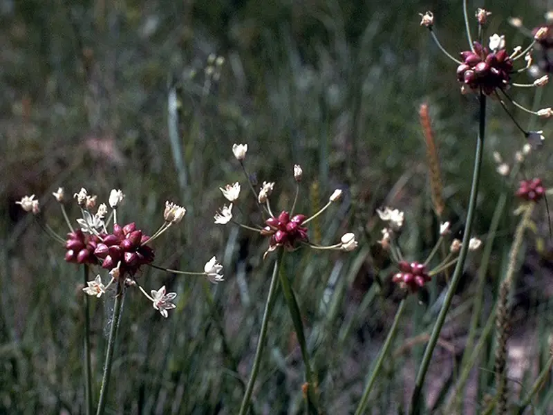 Allium canadense