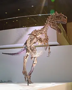 Allosaurus (Houston Museum of Natural Science)
