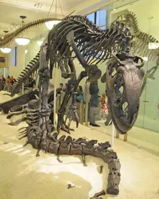 Allosaurus fragilis 4204 W