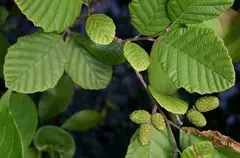 Alder