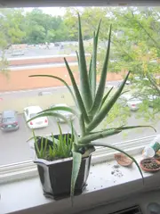 Aloe vera