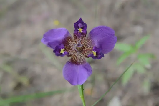 Prairie Iris (Alophia drummondii)