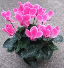 Cyclamen persicum (Cyclamen)