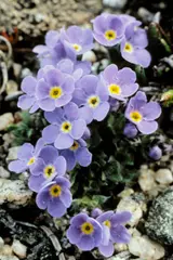 Forget-me-not