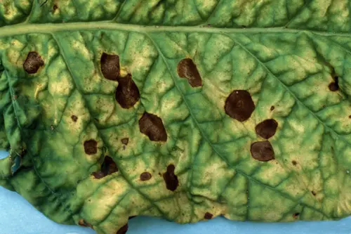 Alternariaalternata