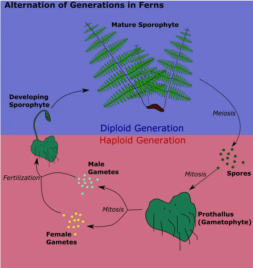 Alternation of generations in ferns